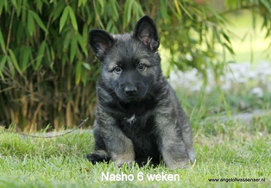 Nasho, beertje van 6 weken